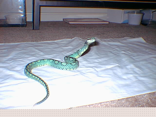 My Celyonese Tree Viper